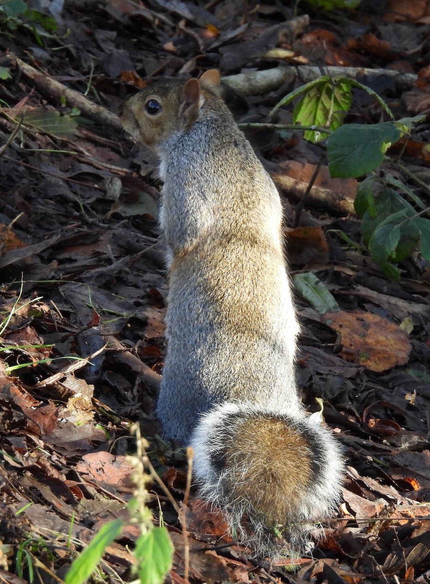 Eastern Gray Squirrel - ML645883965