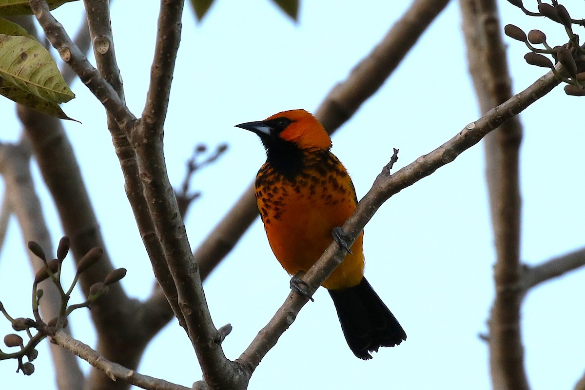 Spot-breasted Oriole - ML645883966