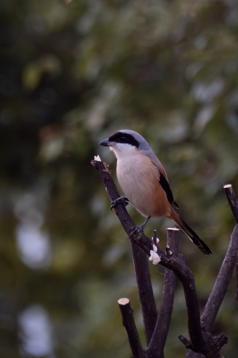 Long-tailed Shrike - ML645883967