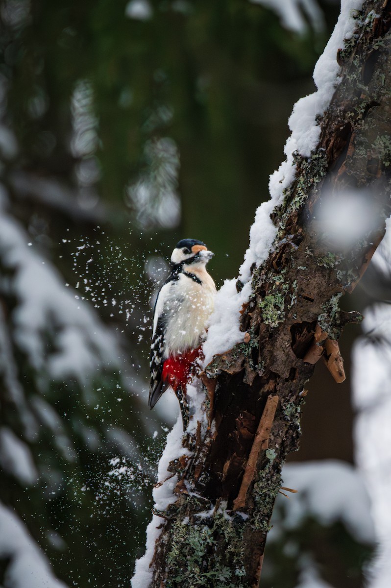 Great Spotted Woodpecker - ML645883969