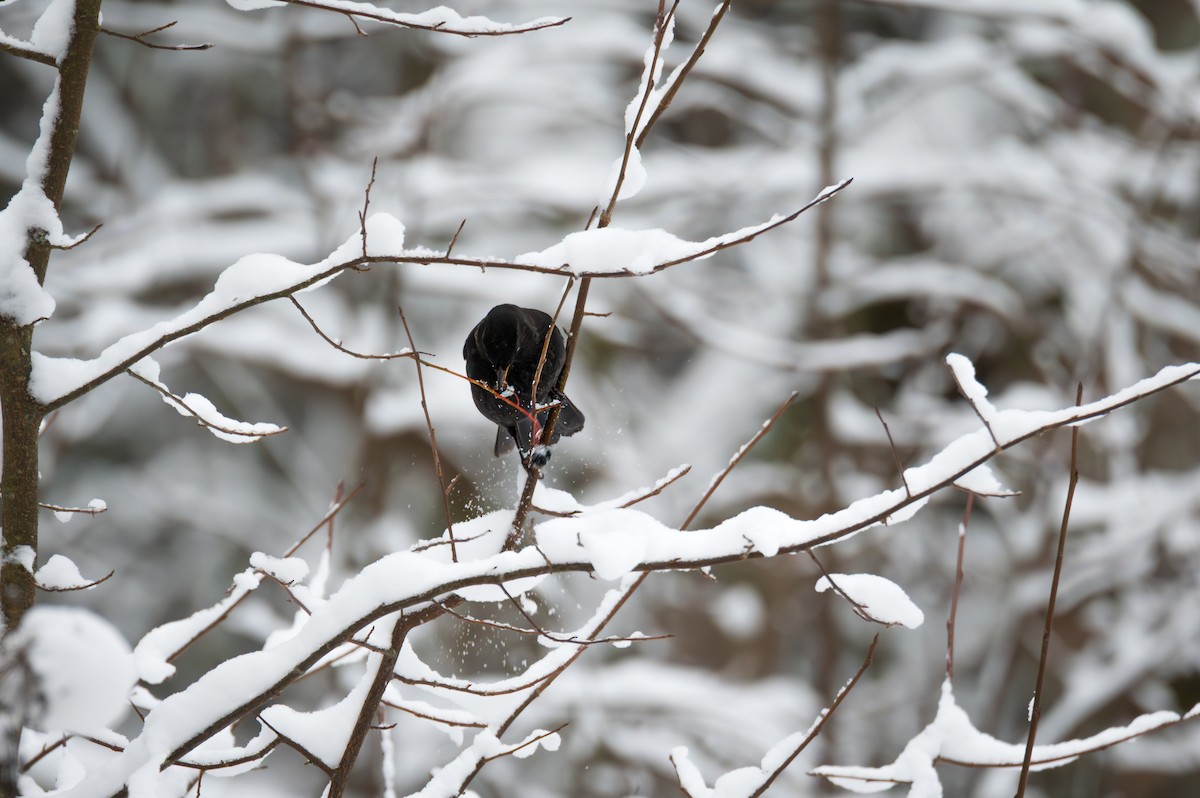 Eurasian Blackbird - ML645883975