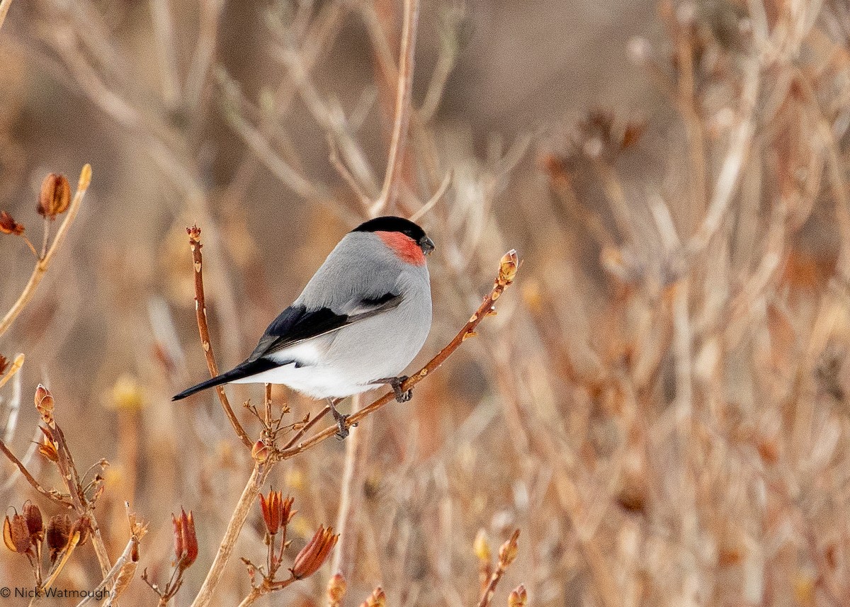 Eurasian Bullfinch (Baikal) - ML645883977