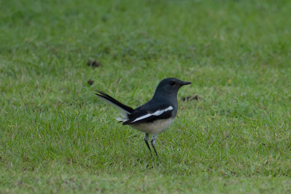 Oriental Magpie-Robin - ML645883978