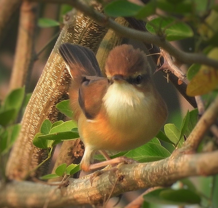 Paddyfield Warbler - ML645883979