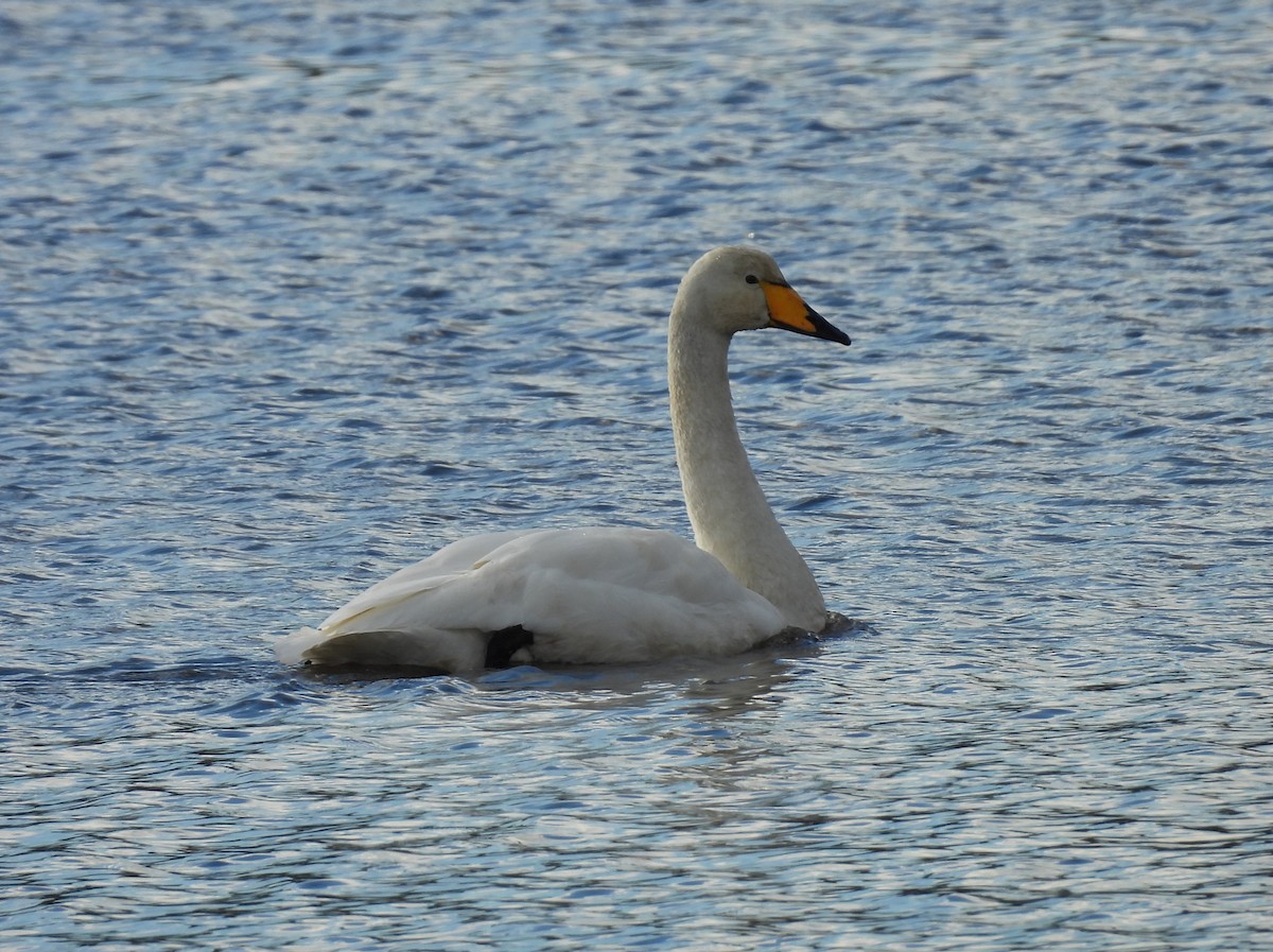 Whooper Swan - ML645883980