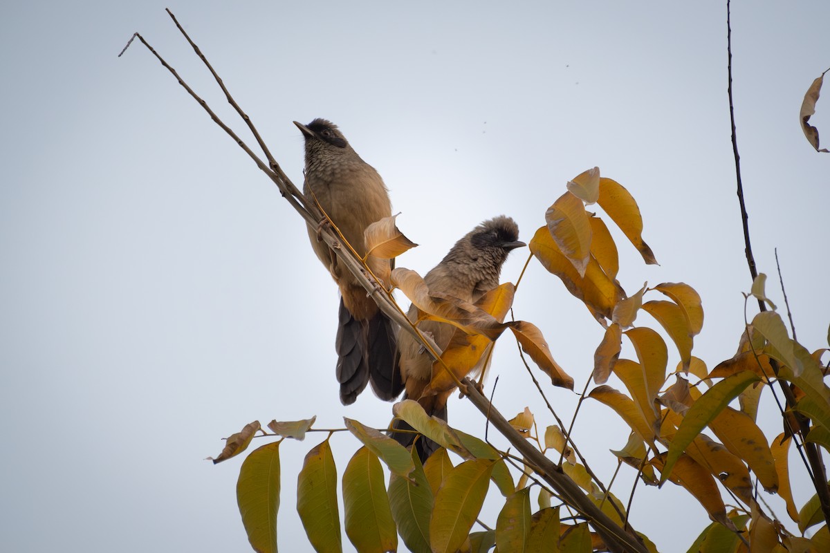 Masked Laughingthrush - ML645883981