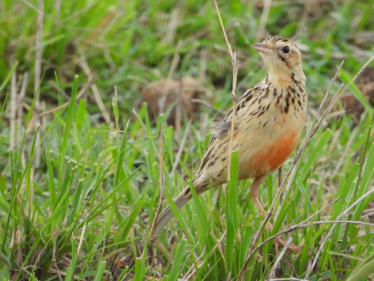 Yellow-throated Longclaw - ML645883984