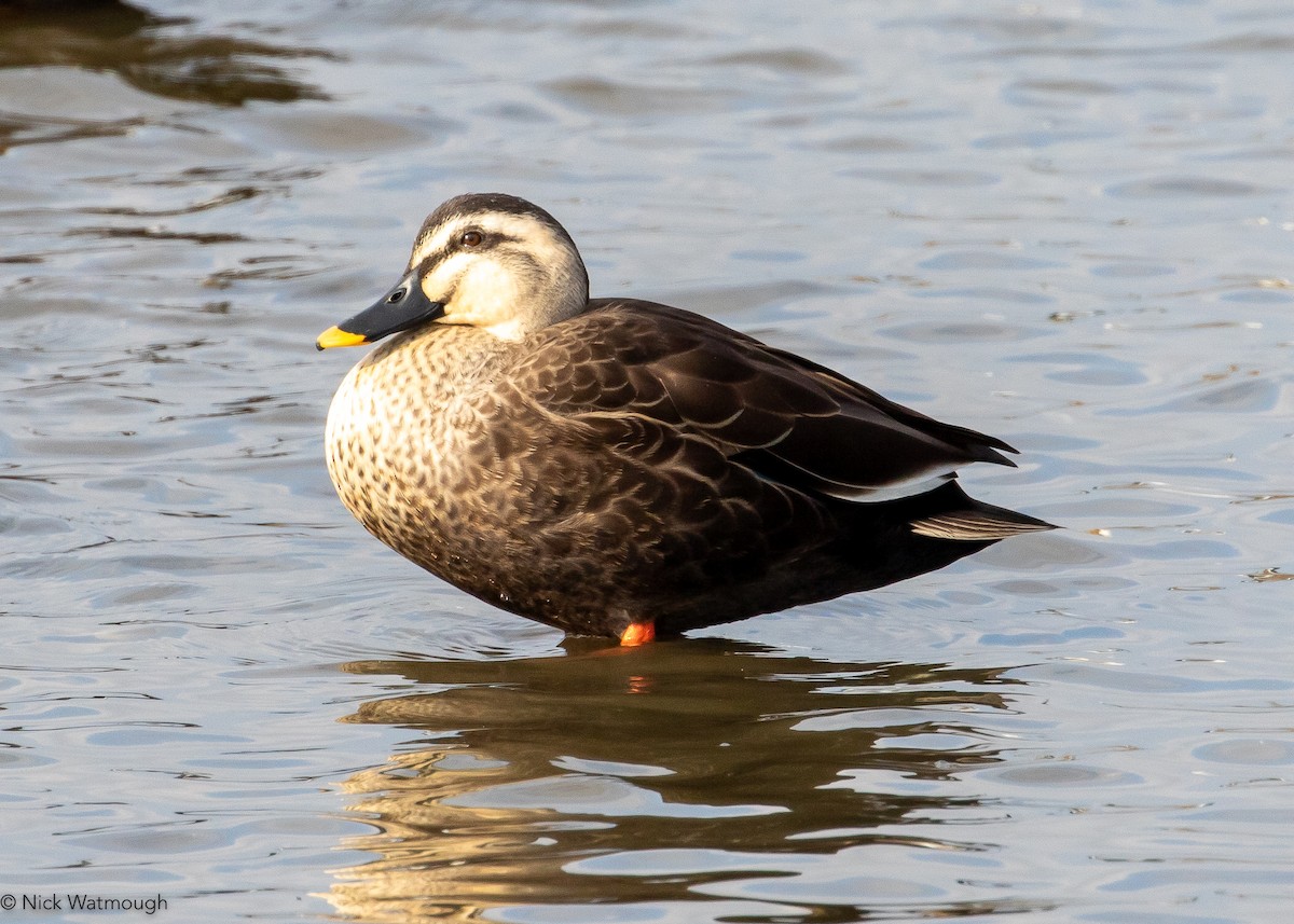Eastern Spot-billed Duck - ML645883987