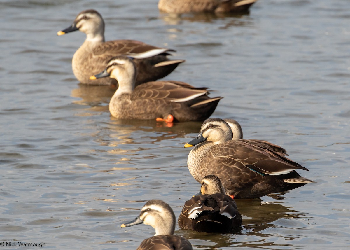 Eastern Spot-billed Duck - ML645883988