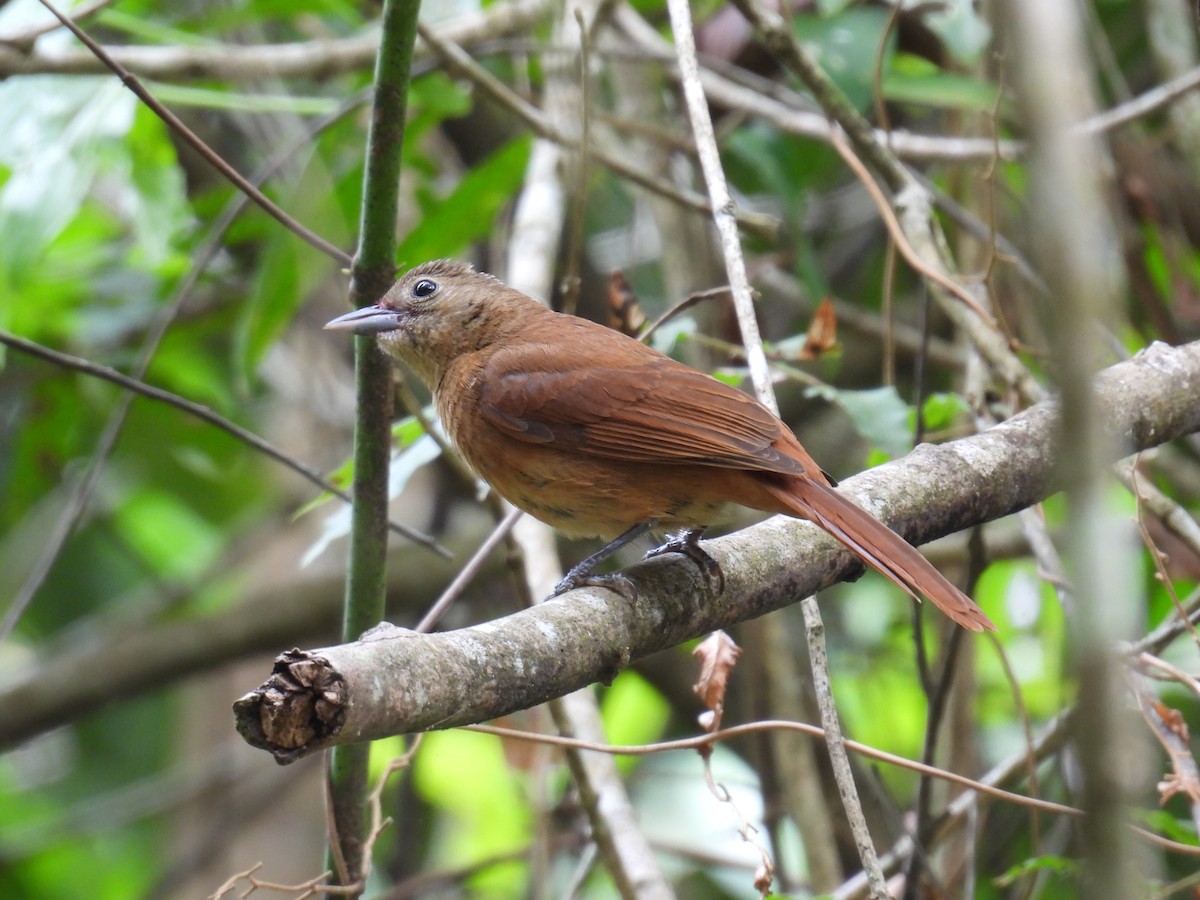 Ruby-crowned Tanager - ML645883989