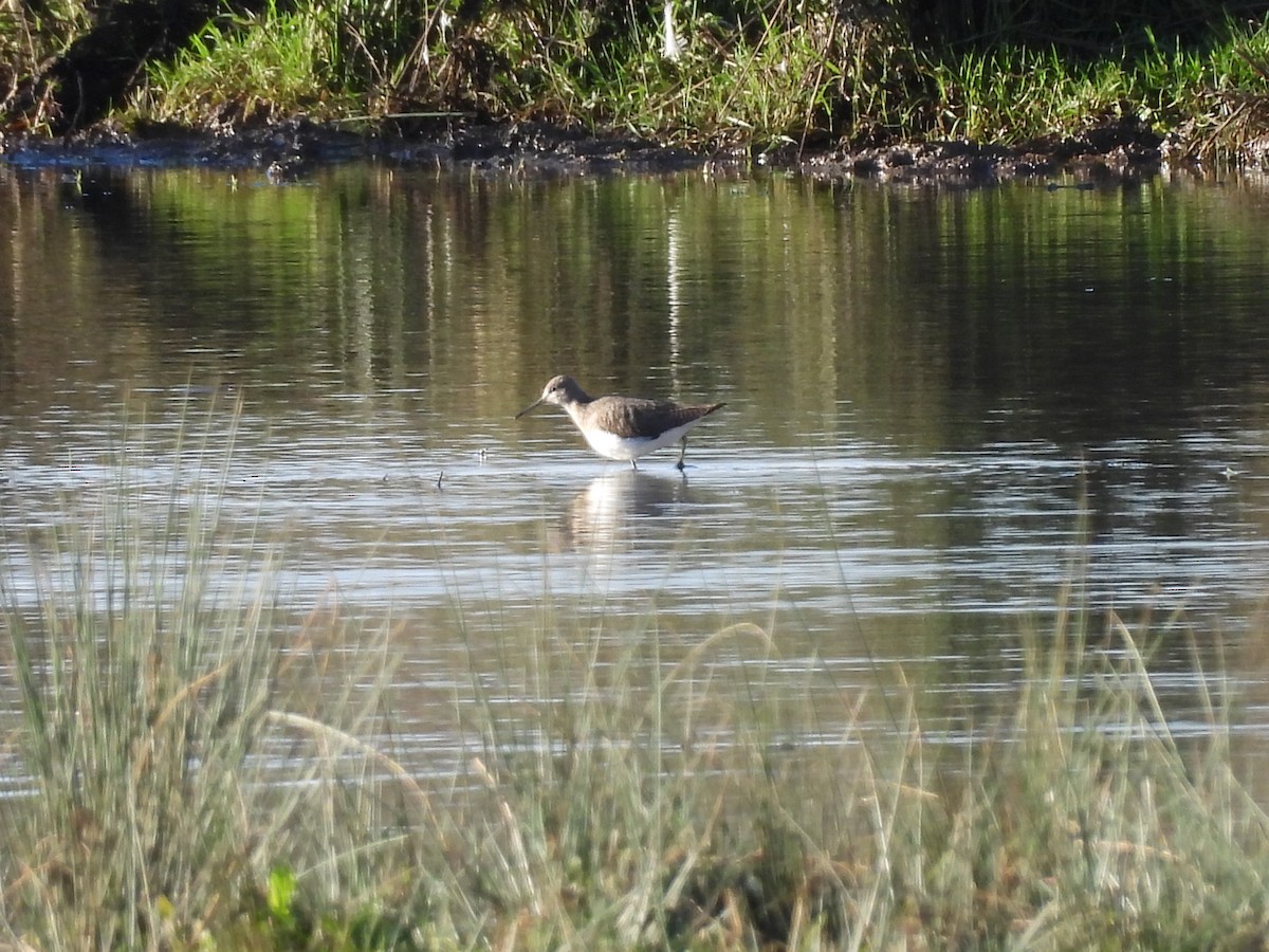 Green Sandpiper - ML645883990
