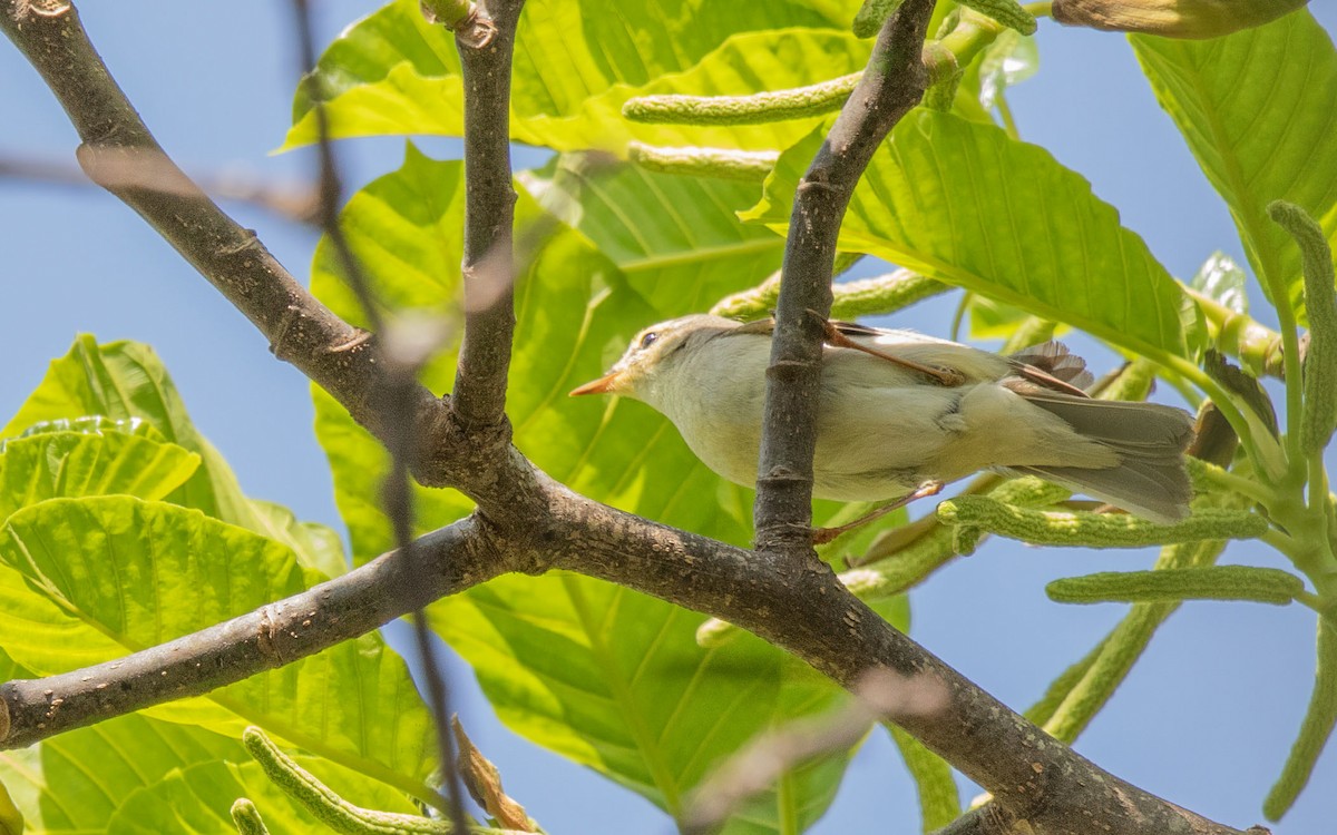 Willow Warbler - ML645883991