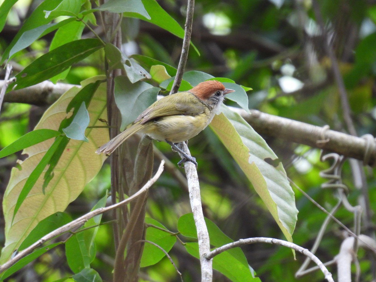 Gray-eyed Greenlet - ML645883992