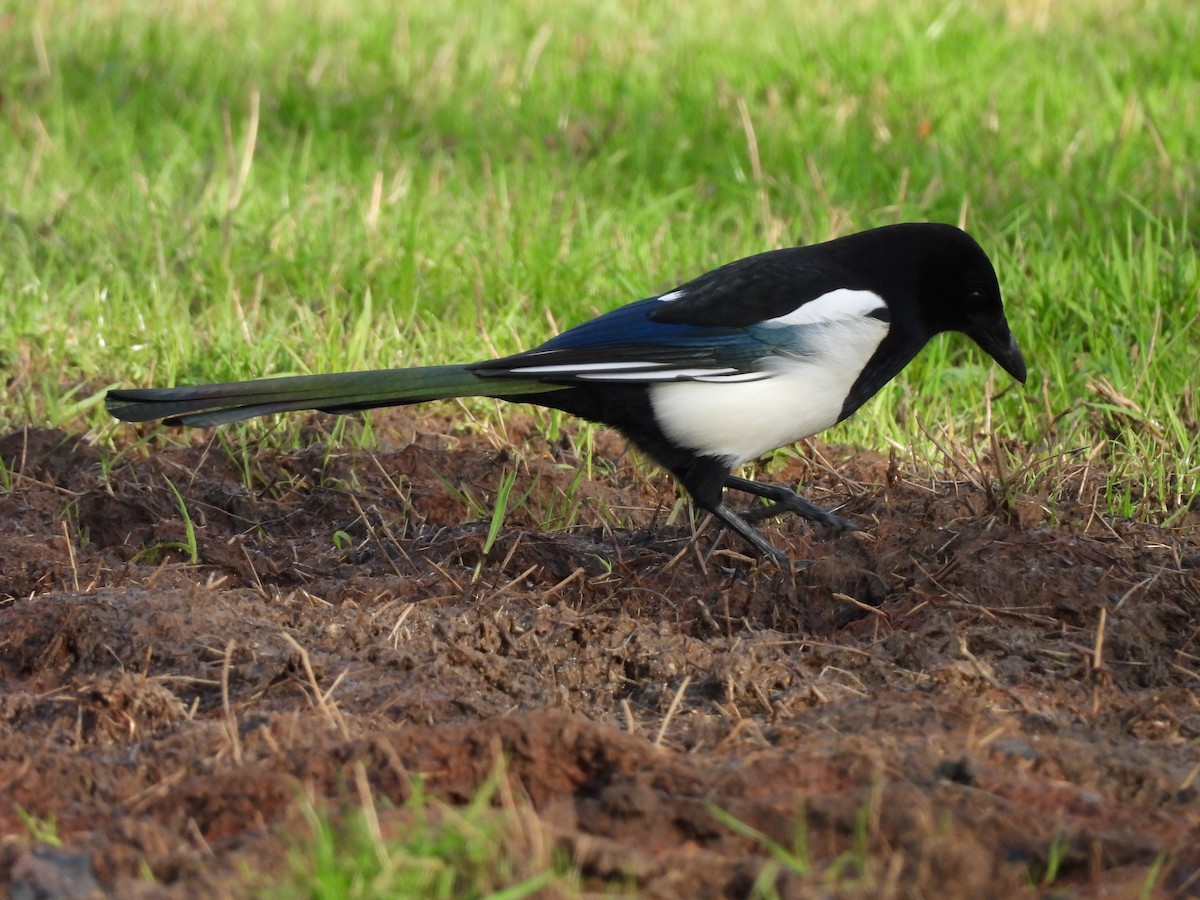 Mika arrunta - ML645883994