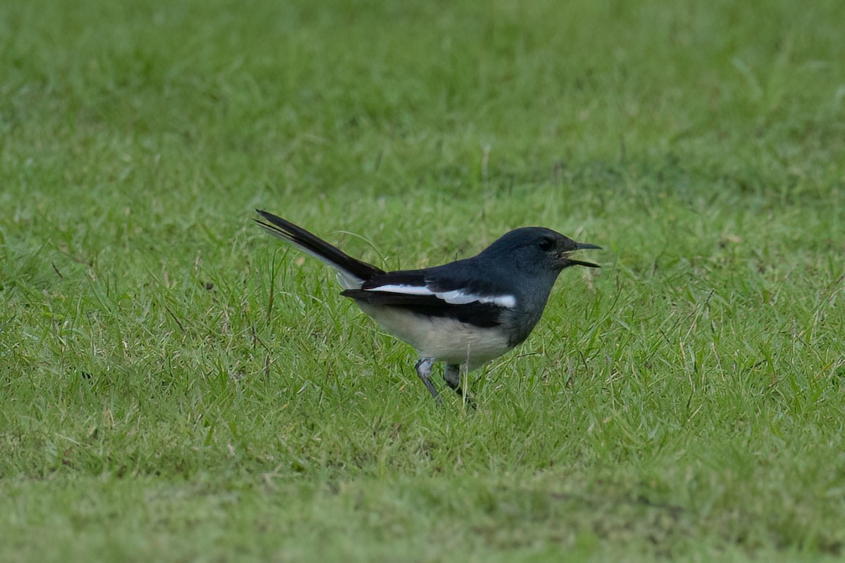 Oriental Magpie-Robin - ML645883995