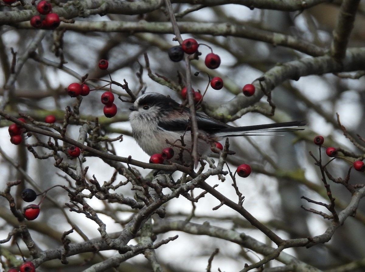 Buztanluze arrunta - ML645883996