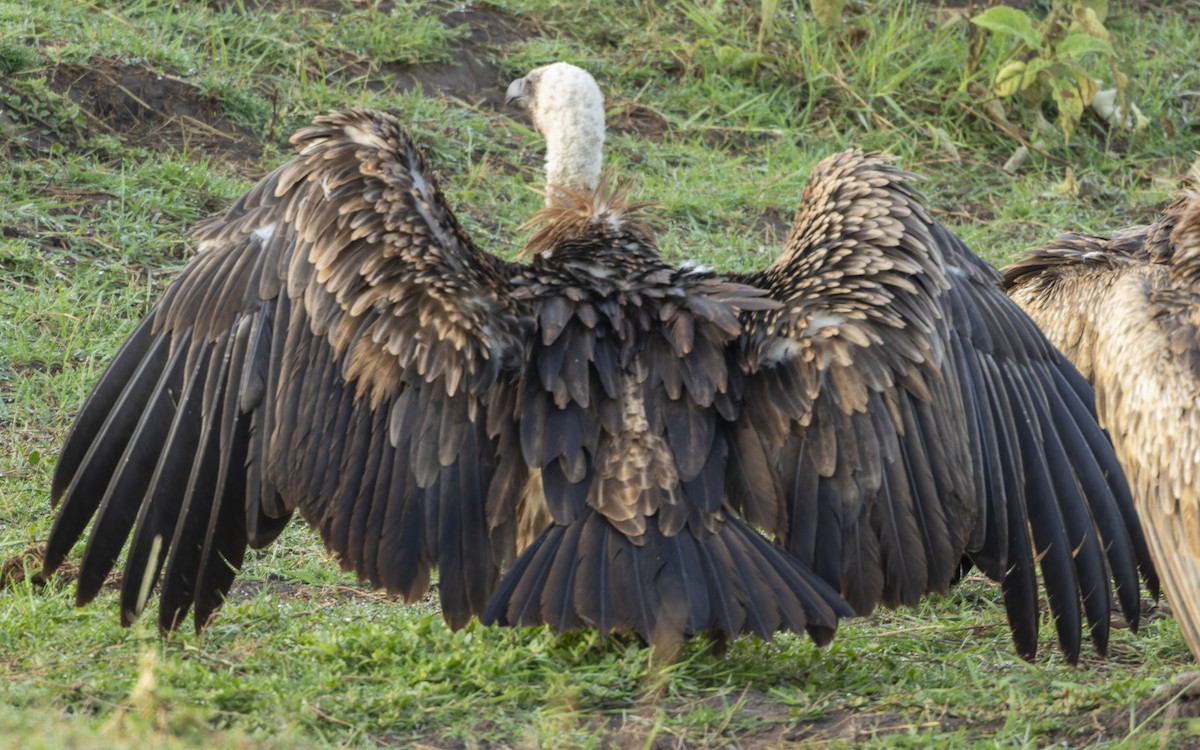 Sai gibelzuri afrikarra - ML645883997