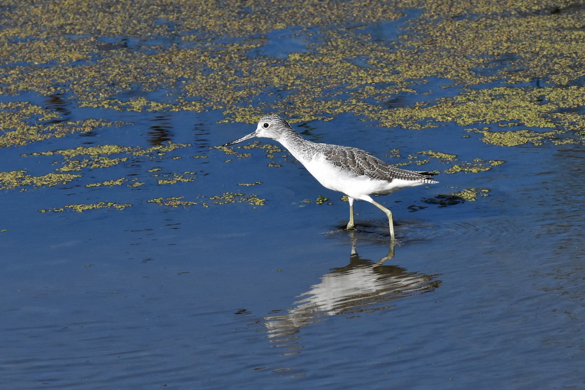 Kuliska zuria - ML645883998