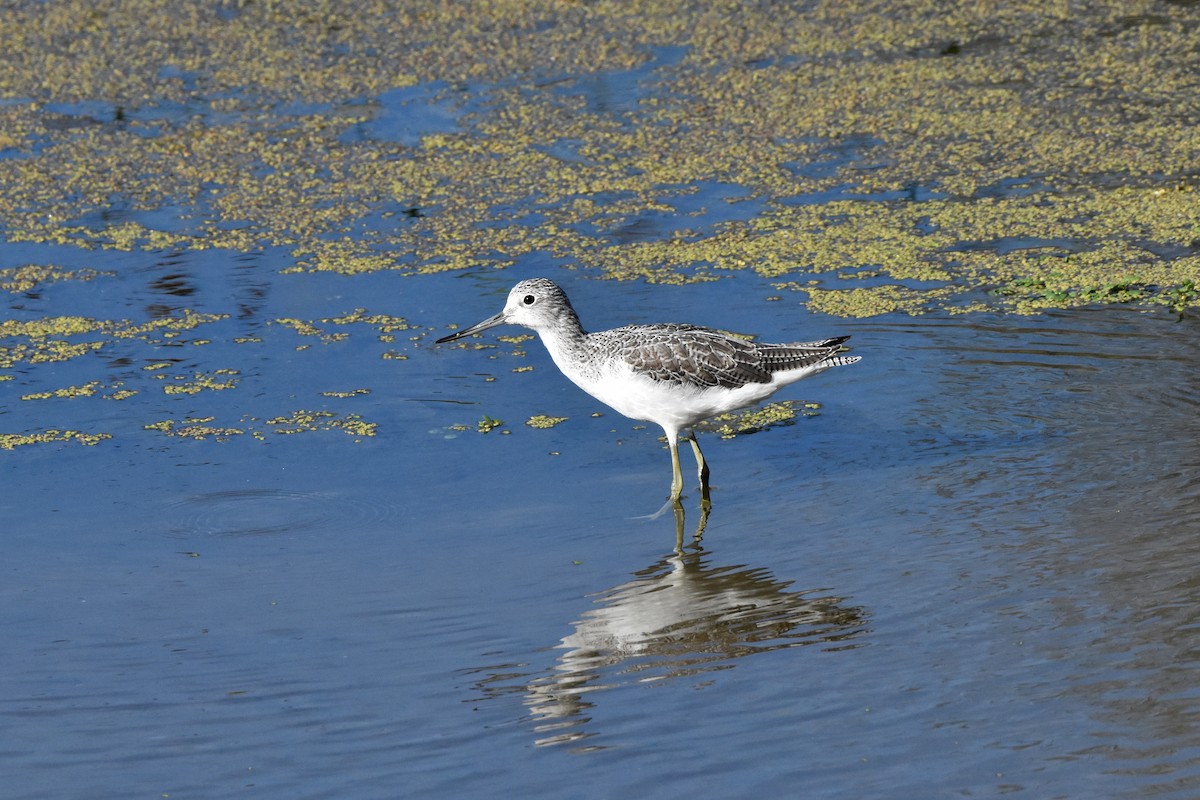 Kuliska zuria - ML645883999