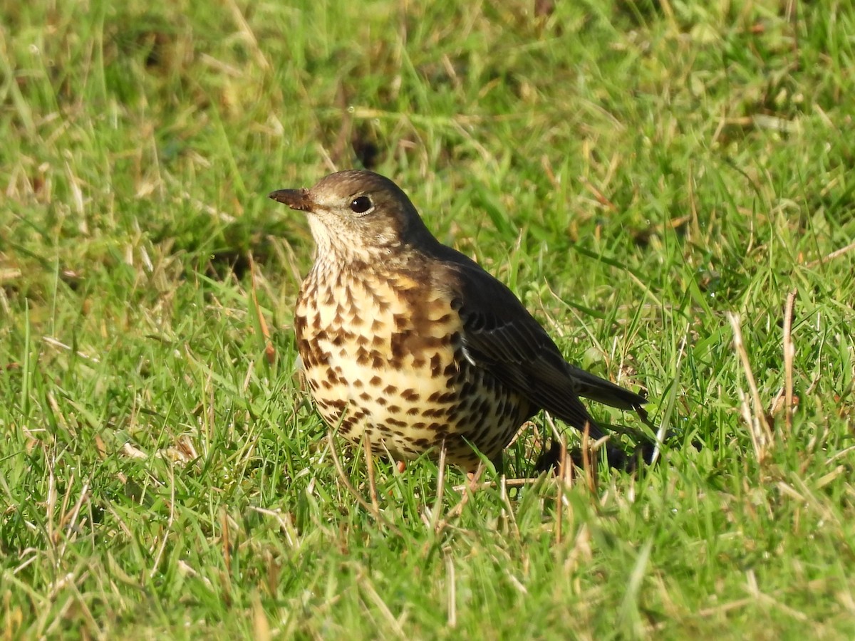 Garraztarro eurasiarra - ML645884000