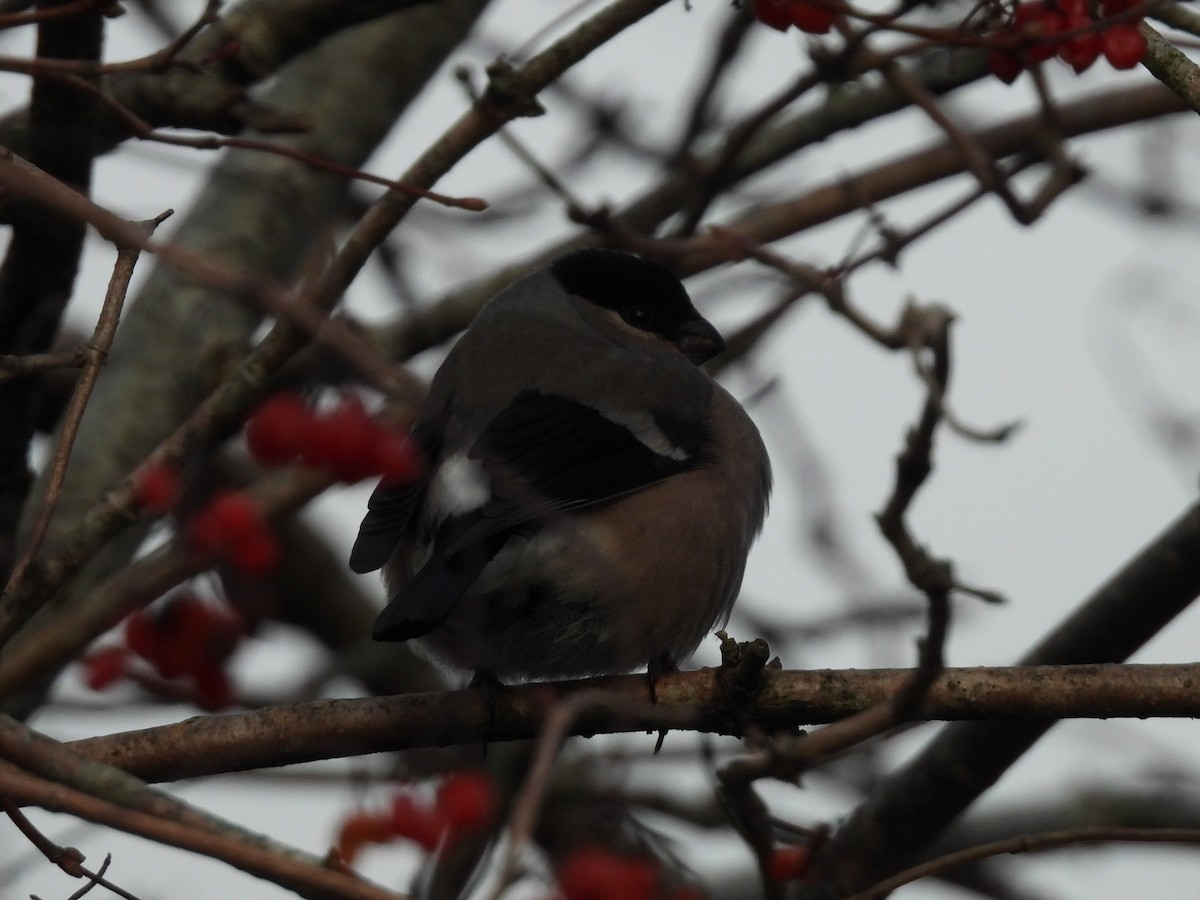 Gailupa eurasiarra - ML645884001