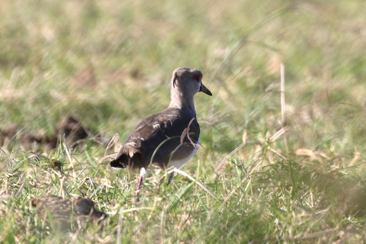 Southern Lapwing - ML645884002