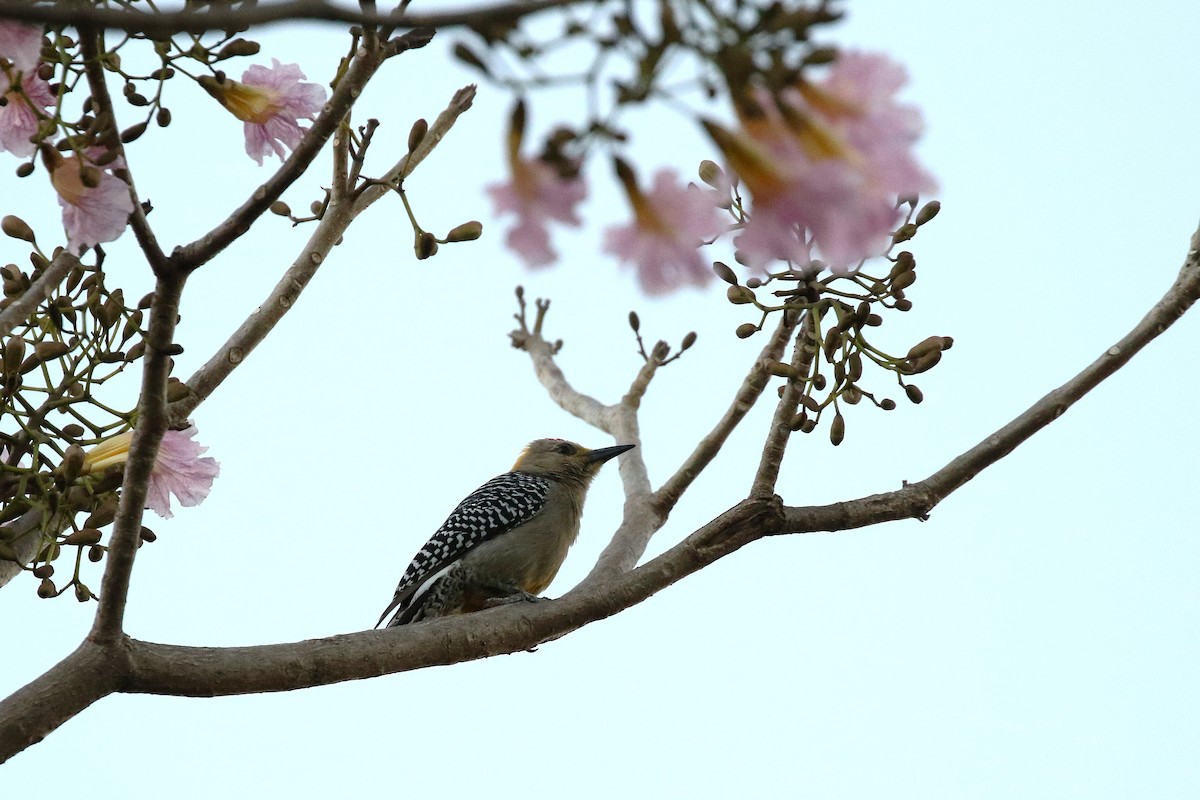 Hoffmann's Woodpecker - ML645884003