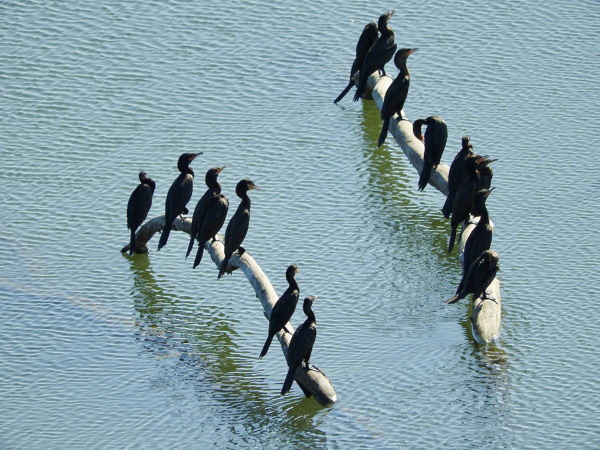 Neotropic Cormorant - ML645884007