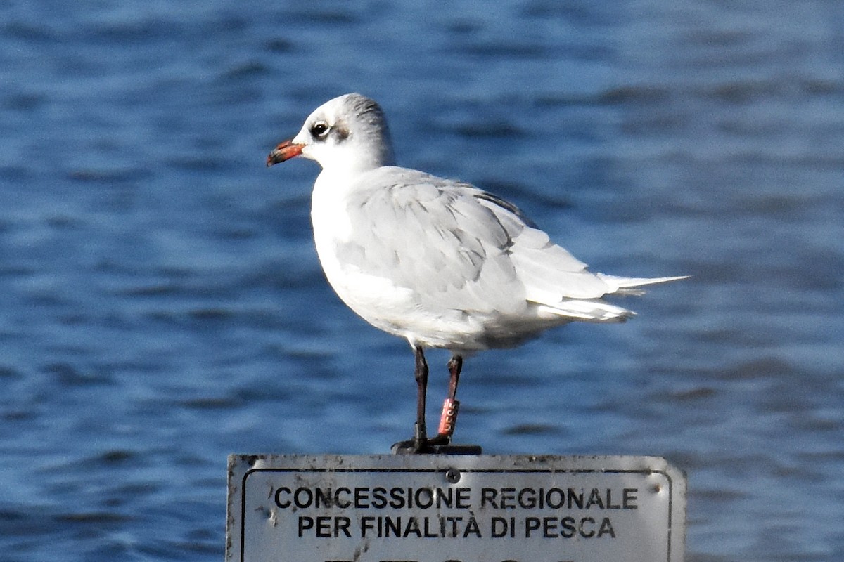 Antxeta burubeltza - ML645884008