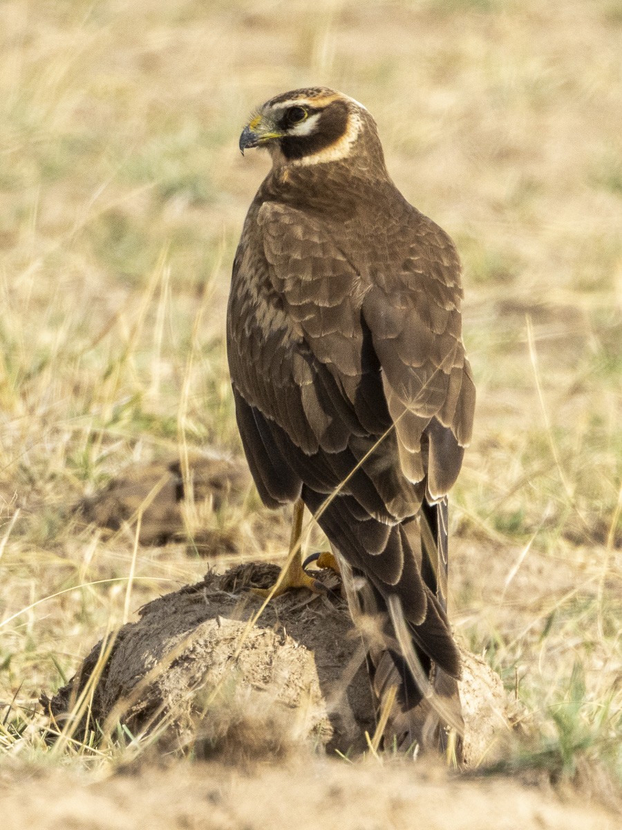 Mirotz lepazuria - ML645884009