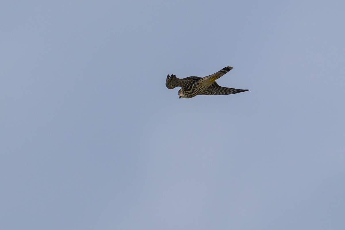 Belatz txikia - ML645884010