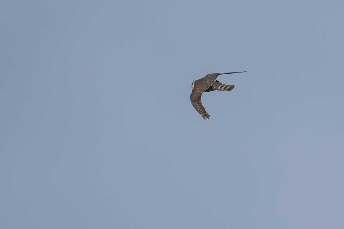 Belatz txikia - ML645884012