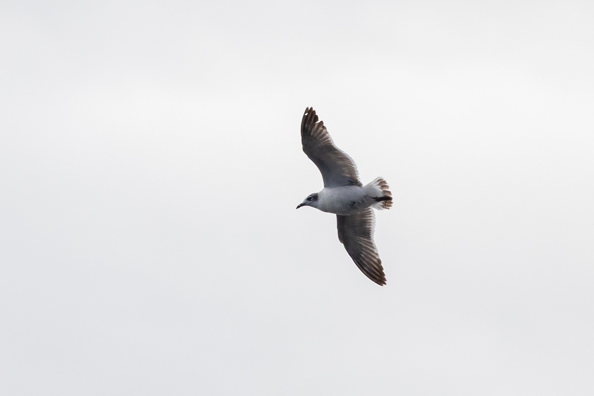 Franklin's Gull - ML645884014