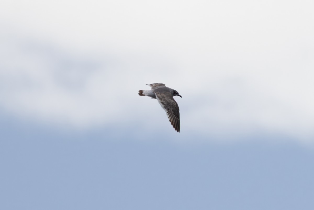 Franklin's Gull - ML645884015