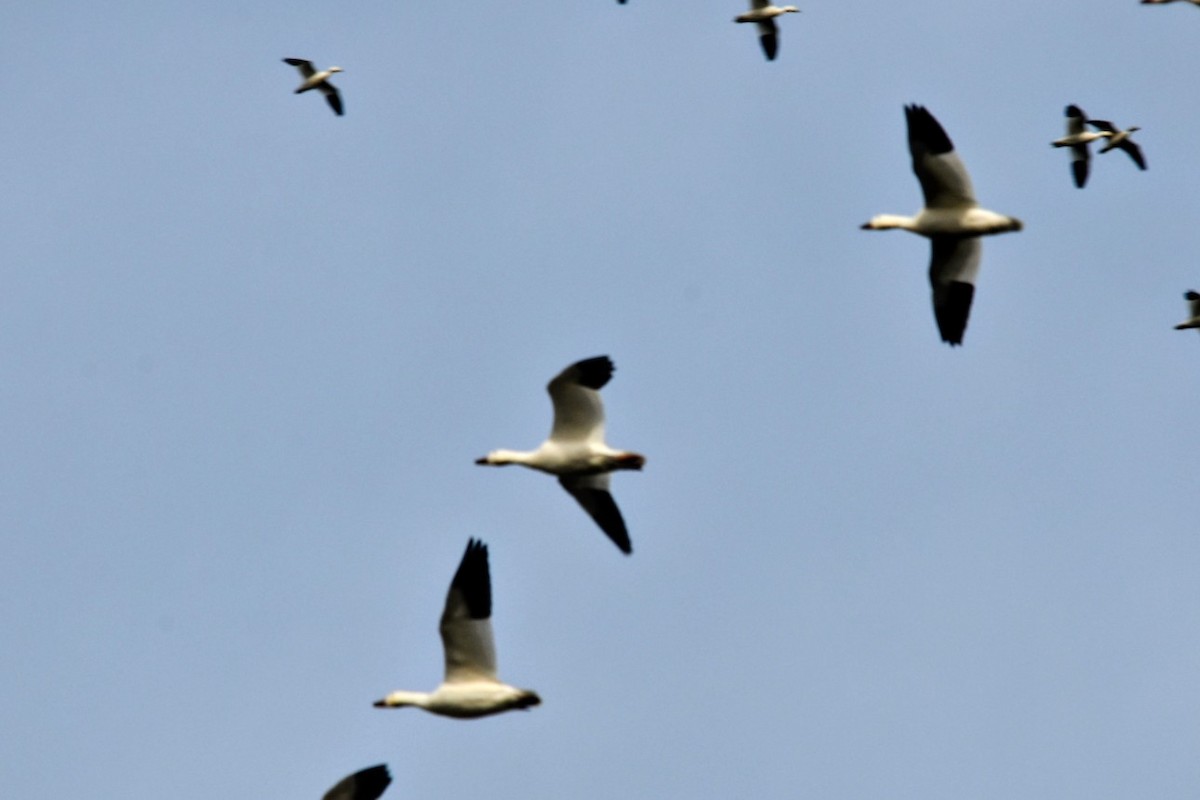 Elur-antzara - ML645884017