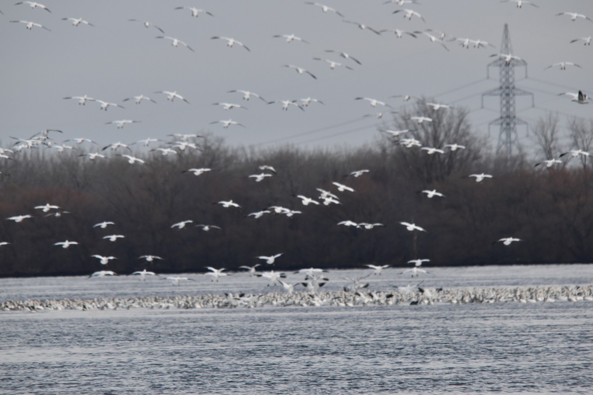 Elur-antzara - ML645884018