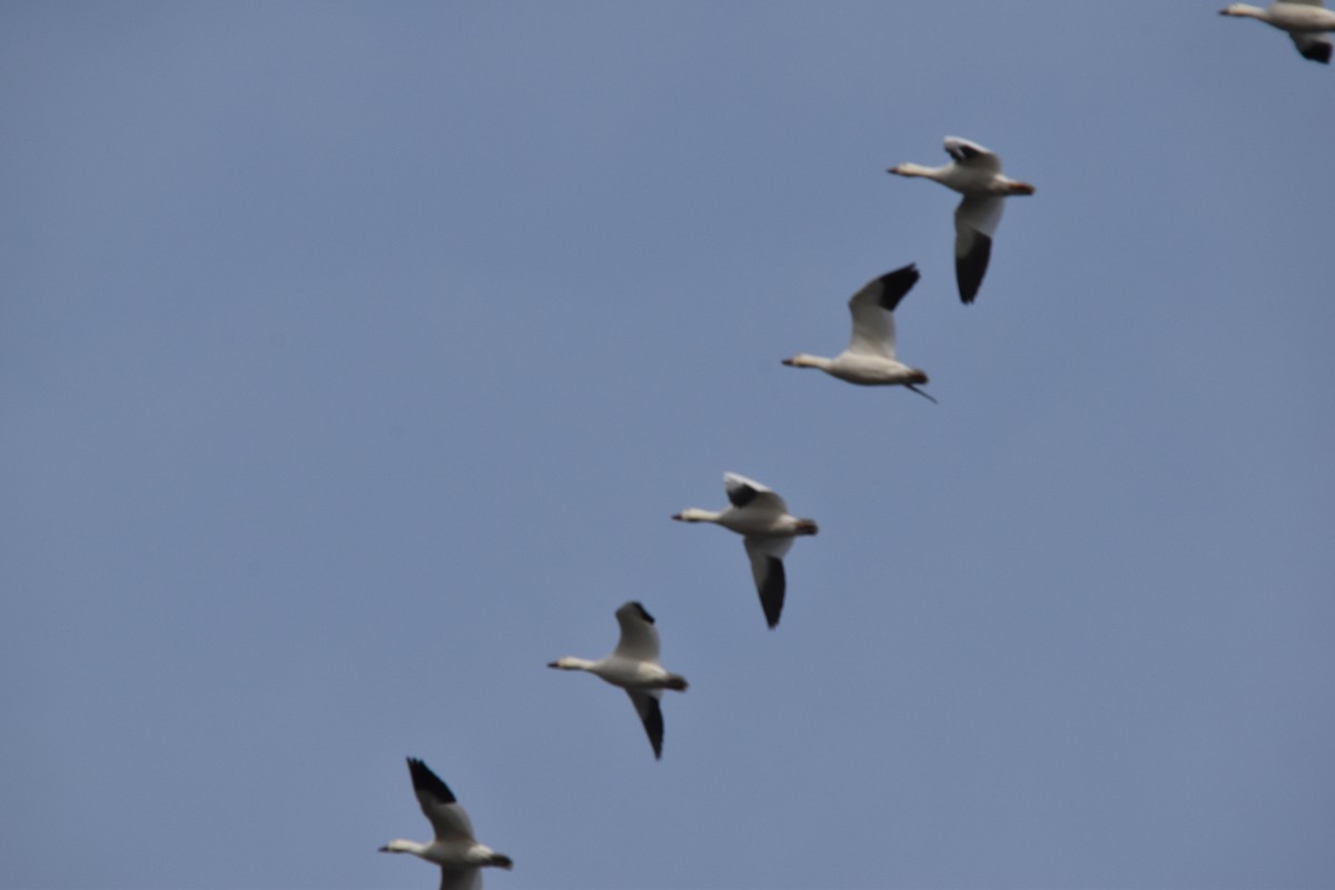 Elur-antzara - ML645884019