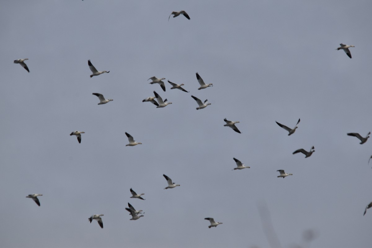 Elur-antzara - ML645884020