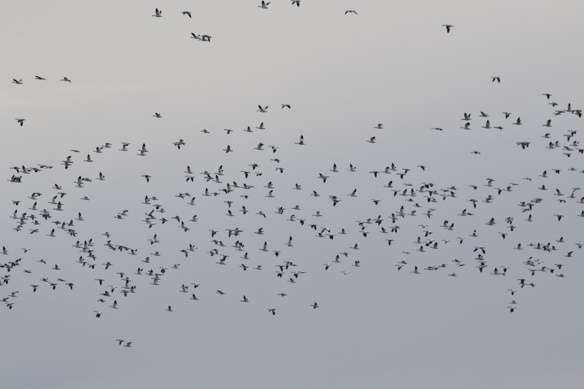 Elur-antzara - ML645884021