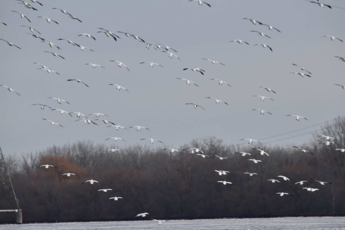 Elur-antzara - ML645884022