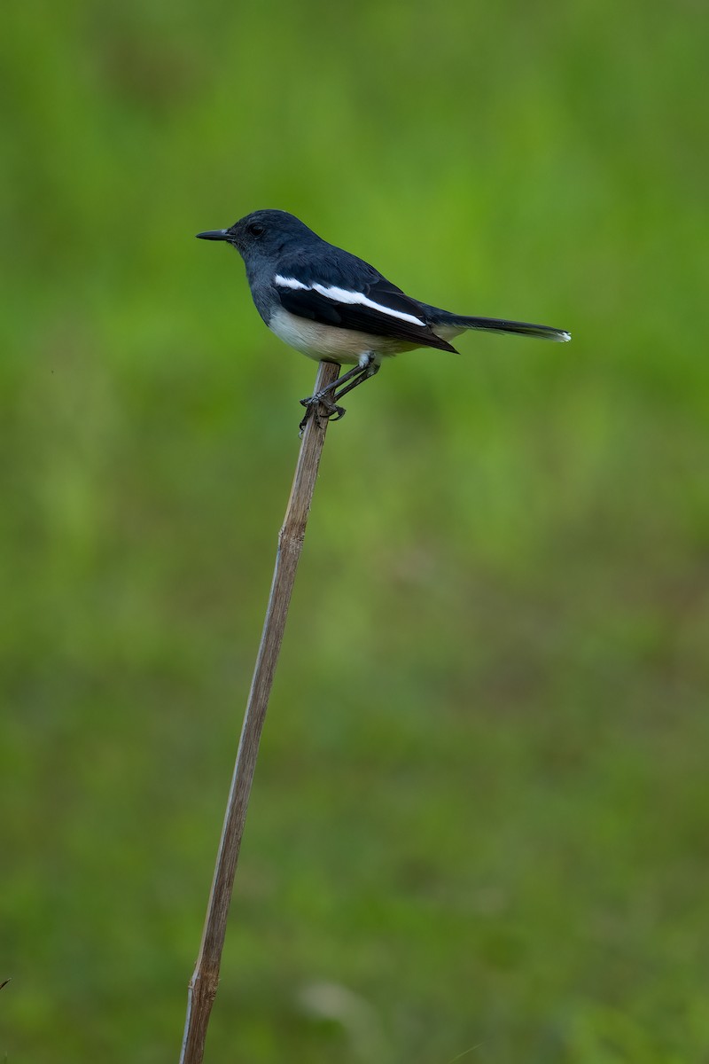 Oriental Magpie-Robin - ML645884023