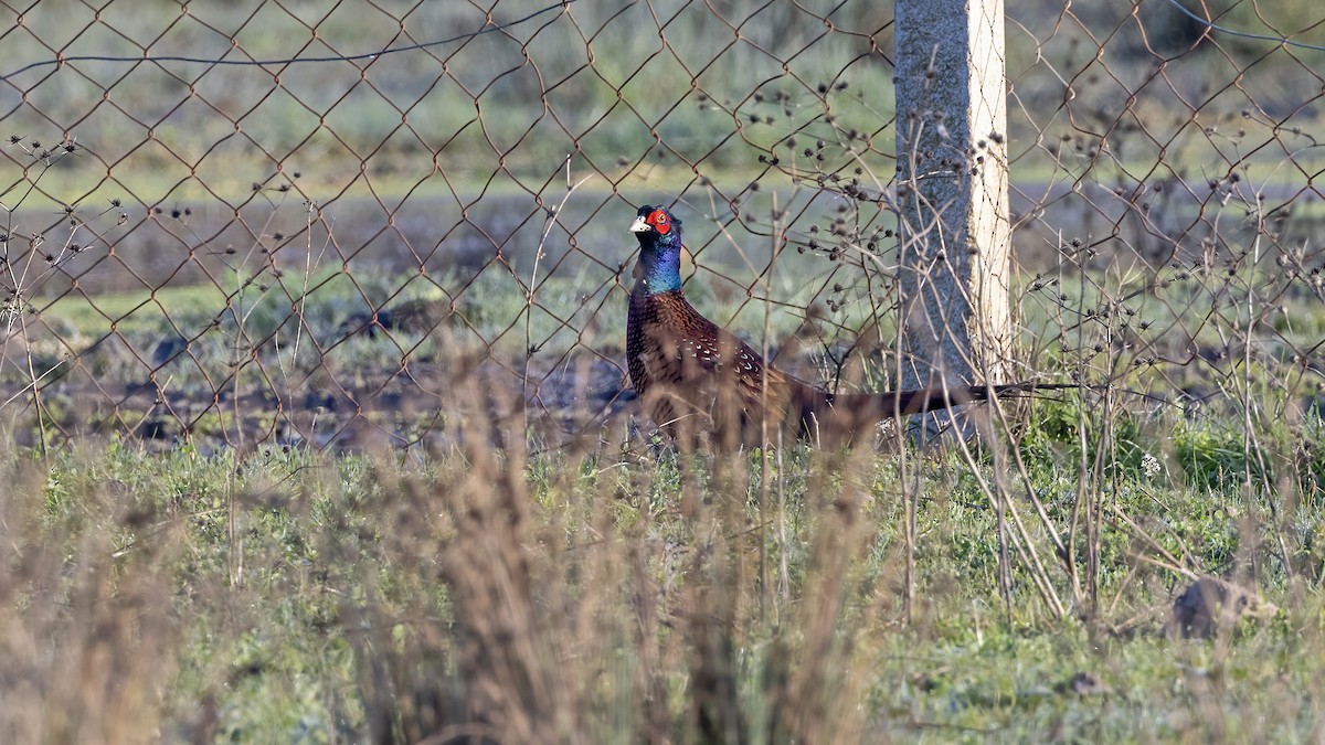 Faisai arrunta - ML645884024