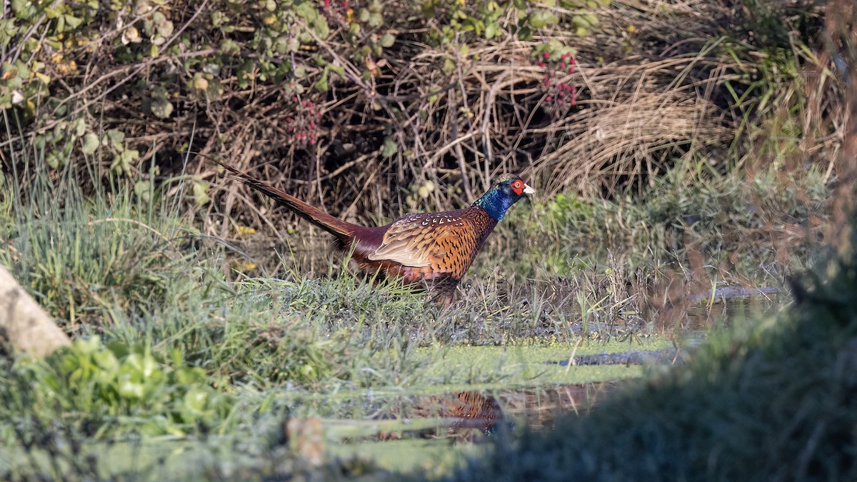 Faisai arrunta - ML645884025