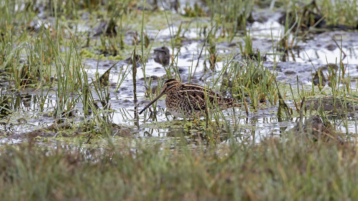 Common Snipe - ML645884027