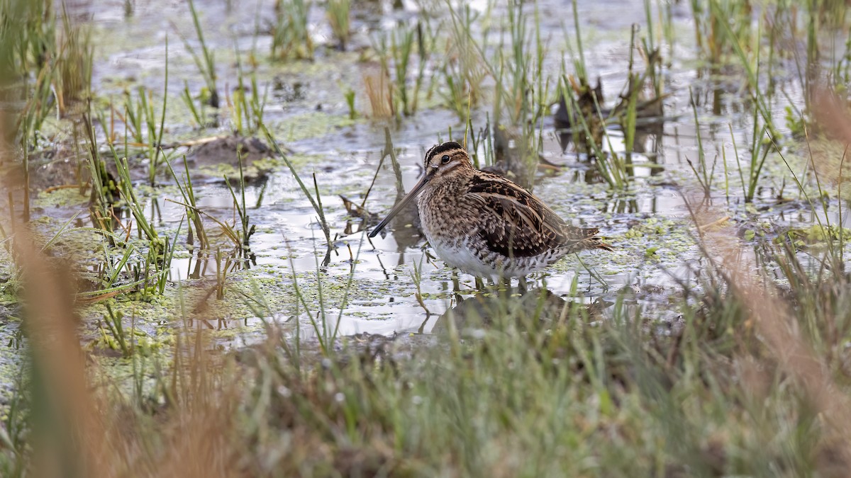 Istingor arrunta - ML645884028