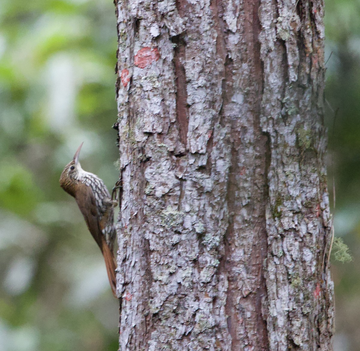 Scaled Woodcreeper (Scaled) - ML645884063