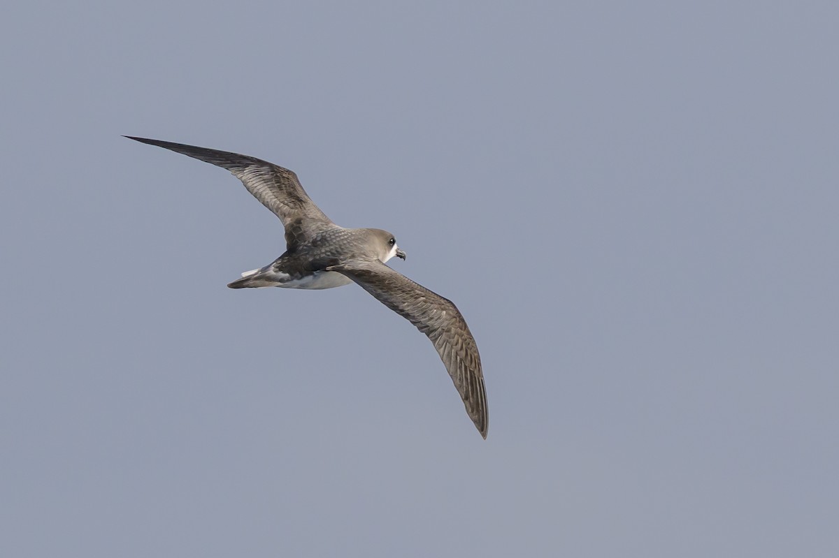 bermudapetrell - ML645884068