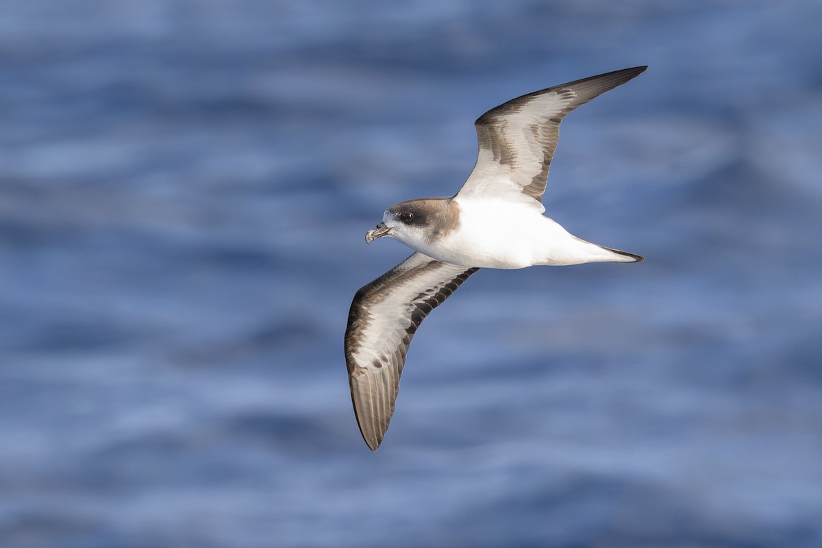 bermudapetrell - ML645884069