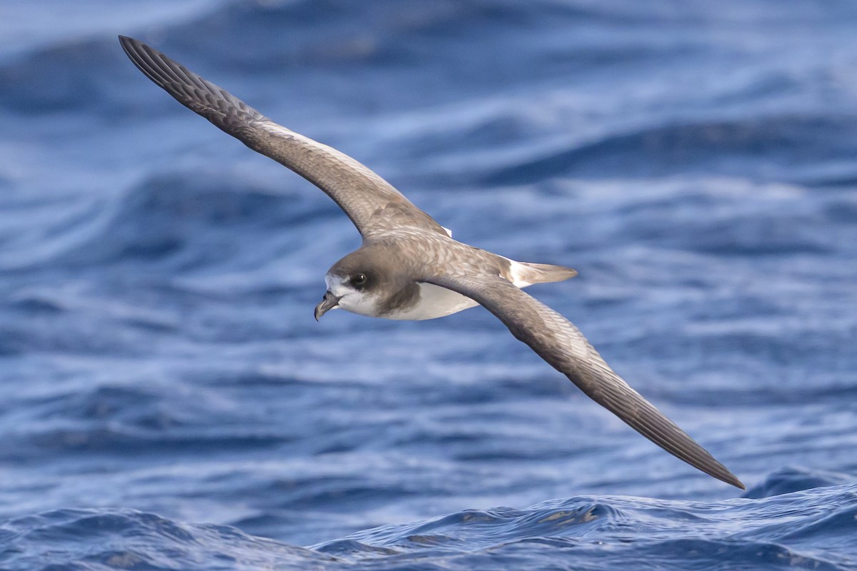 bermudapetrell - ML645884070