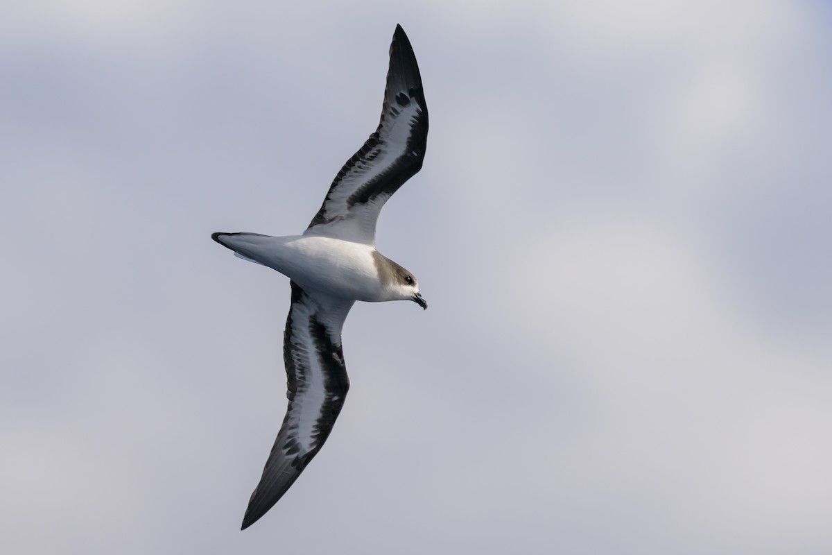 bermudapetrell - ML645884071